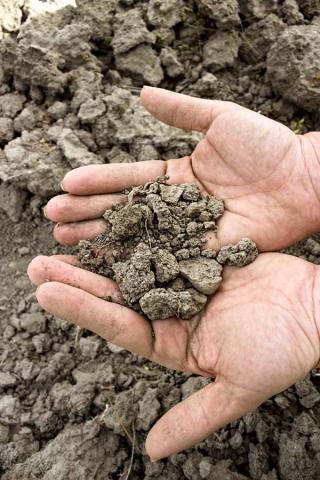 ¿Cómo lucha la agricultura contra el cambio climático?